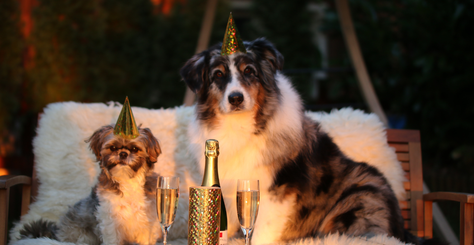 Top 3 Referral Engagement Strategies For 2025 1 Two dogs wearing party hats sitting on a cozy chair with champagne glasses, symbolizing celebration and engagement—perfect for illustrating referral marketing strategies to captivate and convert in 2025.